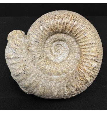 Upper Lias, Lower Jurassic Ammonite from Somerset (SKU A4917):- Nodicoeloceras spicatum