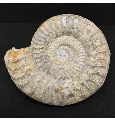 Upper Lias, Lower Jurassic Ammonite from Somerset (SKU A4919):- Hildaites murleyi