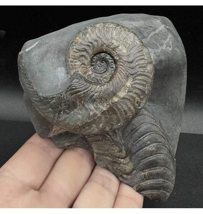 Upper Lias, Lower Jurassic Ammonite from Whitby, North Yorkshire, England (SKU A3583):- Harpoceras falciferum
