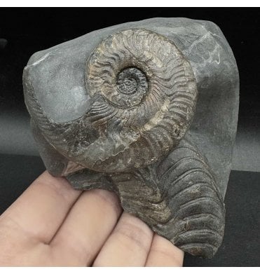 Upper Lias, Lower Jurassic Ammonite from Whitby, North Yorkshire, England (SKU A3583):- Harpoceras falciferum