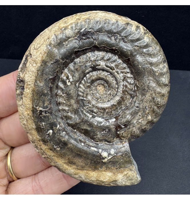 Upper Lias, Lower Jurassic Ammonite from Whitby, North Yorkshire, England (SKU A3922):- Hildoceras lusitanicum