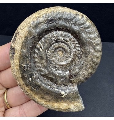 Upper Lias, Lower Jurassic Ammonite from Whitby, North Yorkshire, England (SKU A3922):- Hildoceras lusitanicum