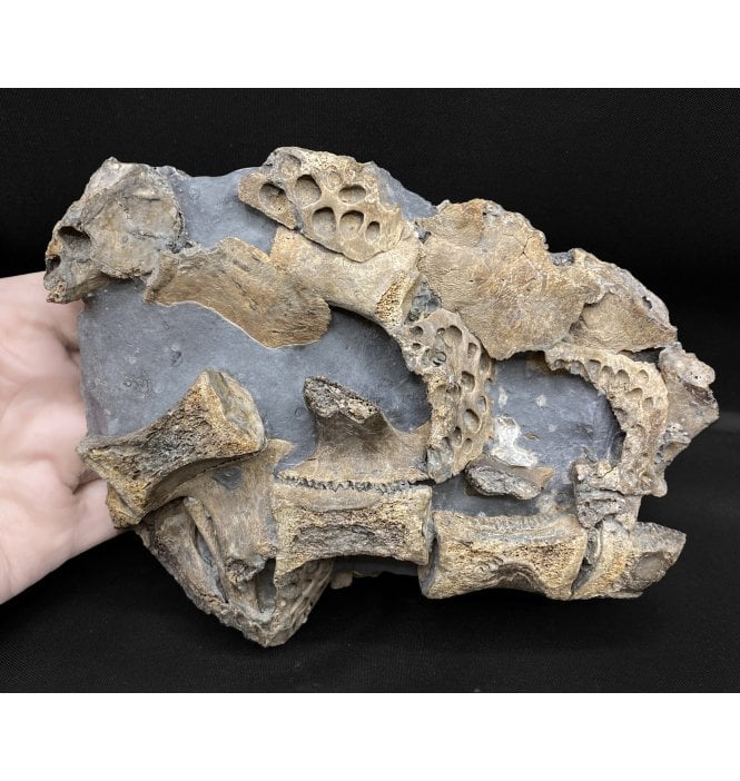 Upper Lias, Lower Jurassic Crocodile Bone Cluster from Port Mulgrave, Whitby, North Yorkshire, England (SKU V5320):- Steneosaurus bollensis