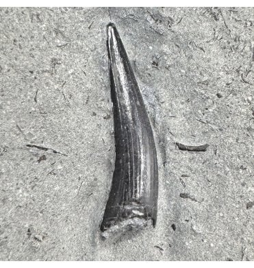 Upper Lias, Lower Jurassic Crocodile Tooth from Holzmaden, Germany (SKU V9094):- Macrospondylus (Steneosaurus) bollensis