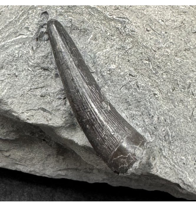 Upper Lias, Lower Jurassic Crocodile Tooth from Holzmaden, Germany (SKU V9122):- Macrospondylus (Steneosaurus) bollensis
