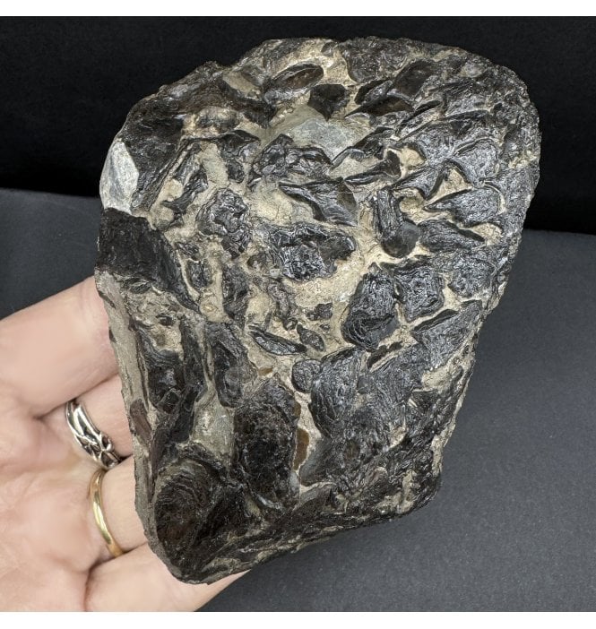Upper Lias, Lower Jurassic Fish Remains from Sandsend, Whitby, North Yorkshire, England (SKU V8399):- Lepidotus semiserratus