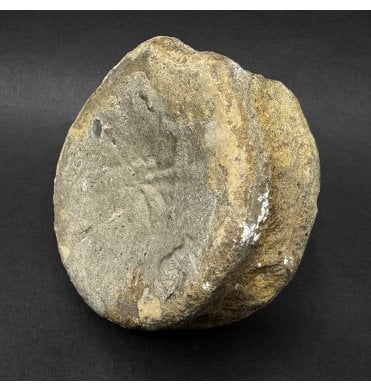 Upper Lias, Lower Jurassic Ichthyosaur Vertebra from Sandsend, Whitby, North Yorkshire, England (SKU V9344) AW79