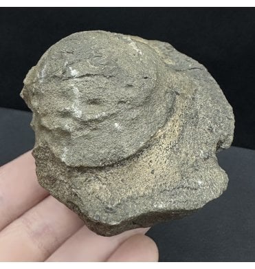 Upper Lias, Lower Jurassic Ichthyosaurus Basioccipital (Skull Bone) from Whitby, North Yorkshire, England (SKU V8300):- Ichthyosaurus sp. Indet.