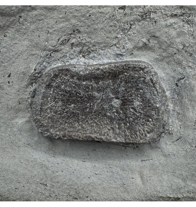 Upper Lias, Lower Jurassic Ichthyosaurus Paddle Bone from Holzmaden, Germany (SKU V8630):- Stenopterygius sp.