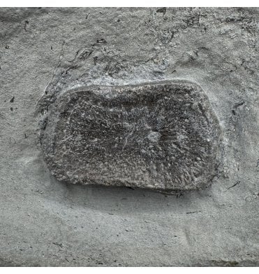 Upper Lias, Lower Jurassic Ichthyosaurus Paddle Bone from Holzmaden, Germany (SKU V8630):- Stenopterygius sp.