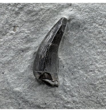 Upper Lias, Lower Jurassic Ichthyosaurus Tooth from Holzmaden, Germany (SKU V8631):- Stenopterygius sp.