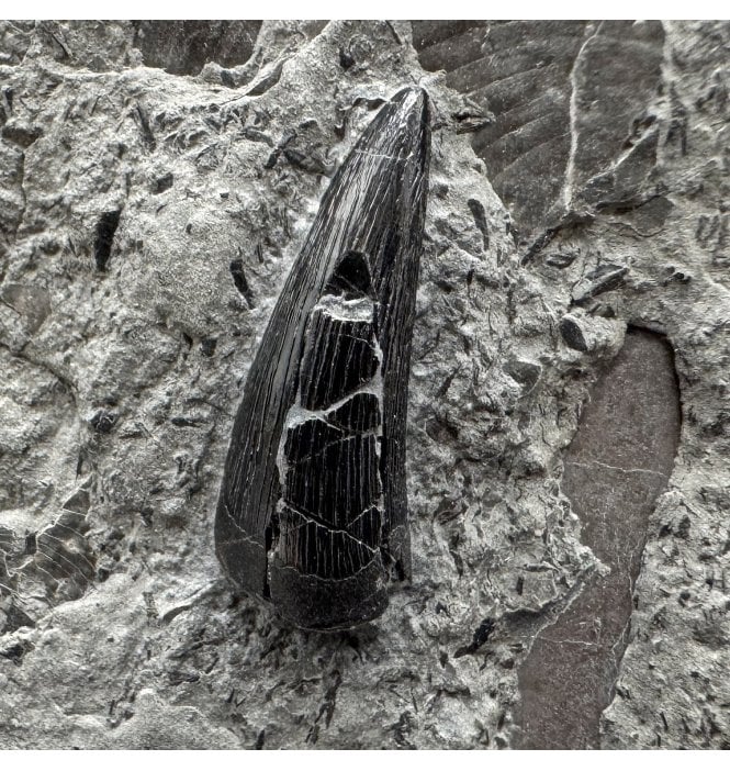 Upper Lias, Lower Jurassic Ichthyosaurus Tooth from Holzmaden, Germany (SKU V8787):- Stenopterygius sp.