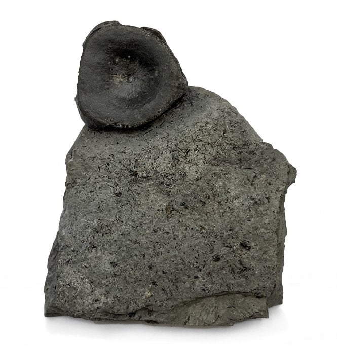 Upper Lias, Lower Jurassic Ichthyosaurus Vertebra from Holzmaden, Germany (SKU V5916):- Stenopterygius sp.
