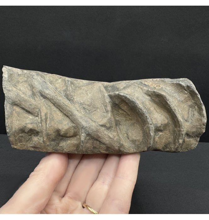 Upper Lias, Lower Jurassic Ichthyosaurus Vertebrae from Holzmaden, Germany (SKU V8455) AW12
