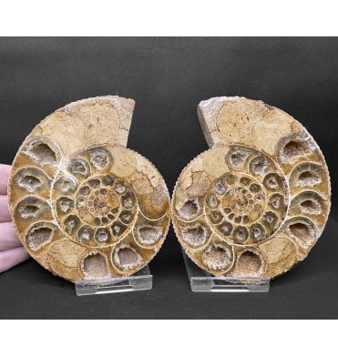 Upper Middle Jurassic Ammonite Polished Pair from Madagascar (SKU A4497):- Dichotomoscphinctes antecedens