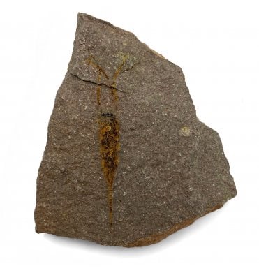 Upper Ordovician Eocrinoid from Morocco (SKU OF2581):- Rhopalocystis destombi