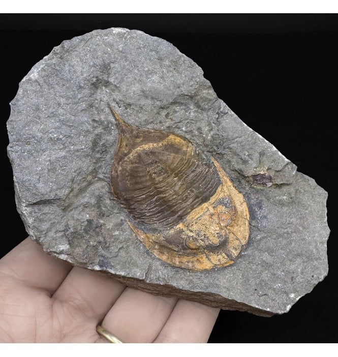 Upper Ordovician Trilobite from Morocco (SKU T1156):- Basilicus (Basiliella) aff. Destombesi