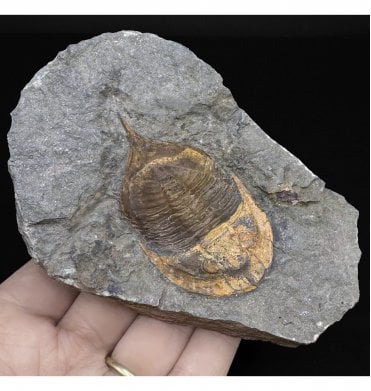 Upper Ordovician Trilobite from Morocco (SKU T1156):- Basilicus (Basiliella) aff. Destombesi