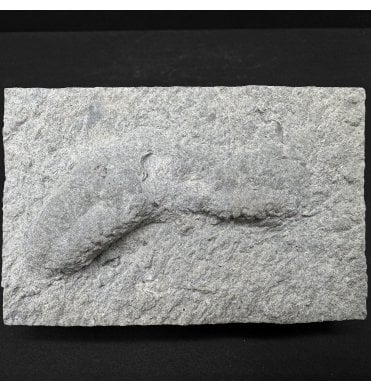 Upper Ordovician Trilobite Resting Trace Fossil (Rusophycus) from Kentucky, USA (SKU T1437):- Rusophycus pudicum