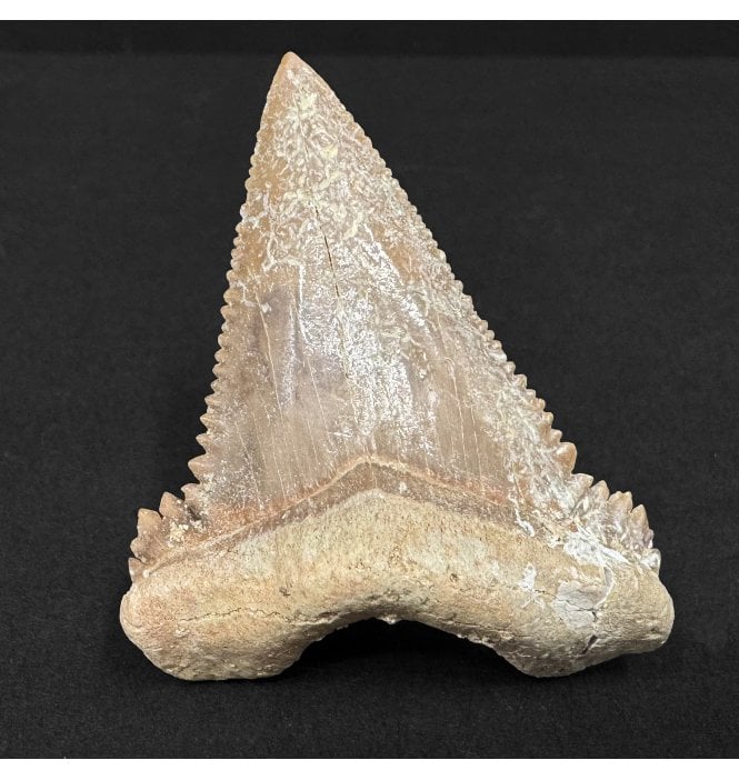 Upper Paleocene Shark Tooth from Oued Zem, Morocco (SKU V8992):- Paleocarcharodon orientalis
