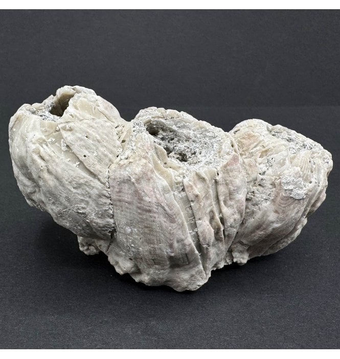 Upper Pliocene Fossil Barnacle Cluster from Sarasota, Florida, USA (SKU OF3259):- Balanus newburnensis