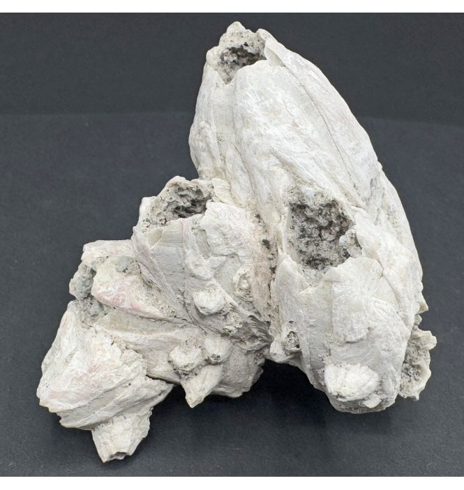 Upper Pliocene Fossil Barnacle Cluster from Sarasota, Florida, USA (SKU OF3520):- Balanus newburnensis