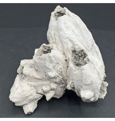 Upper Pliocene Fossil Barnacle Cluster from Sarasota, Florida, USA (SKU OF3520):- Balanus newburnensis