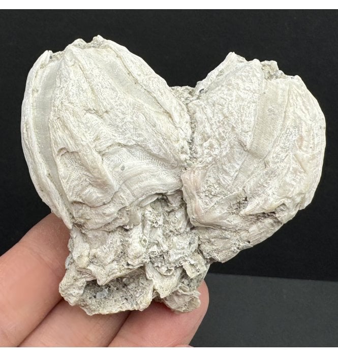 Upper Pliocene Fossil Barnacle Cluster from Sarasota, Florida, USA (SKU OF3593):- Balanus newburnensis
