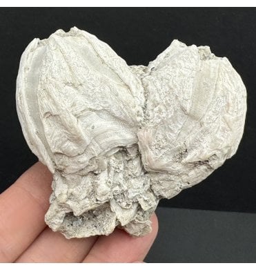 Upper Pliocene Fossil Barnacle Cluster from Sarasota, Florida, USA (SKU OF3593):- Balanus newburnensis