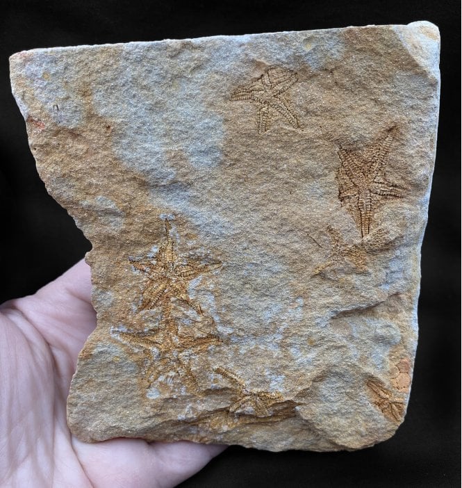 Upper Silurian Fossil Starfish Cluster from Victoria, Australia (SKU OF1505):- Saltaster selwyni