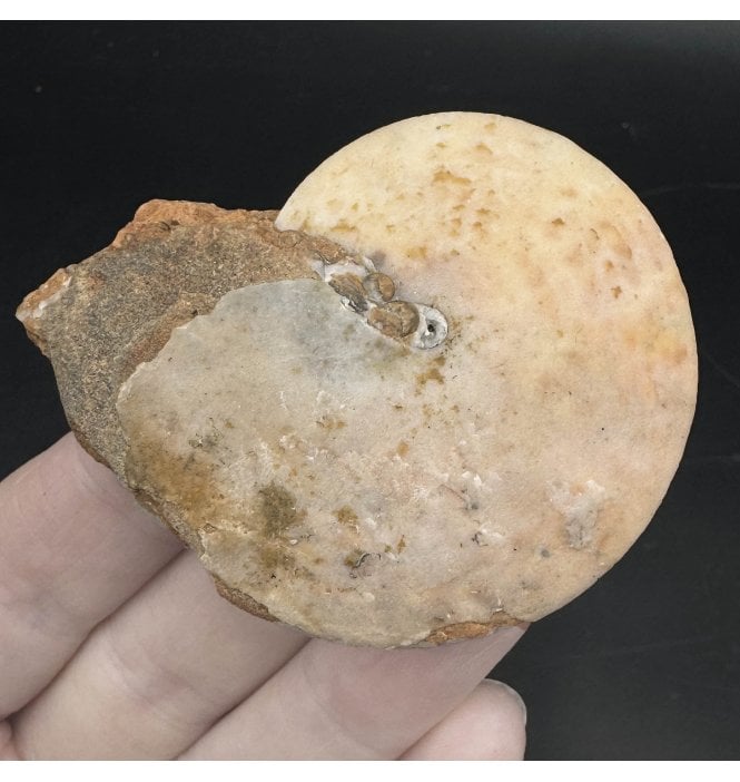Upper Triassic Ammonoid from West Timor, Indonesia (SKU OF3174):- Lanceloites compactus