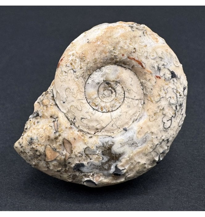 Upper Triassic Ammonoid from West Timor, Indonesia (SKU OF3587):- Ophiceras tenue