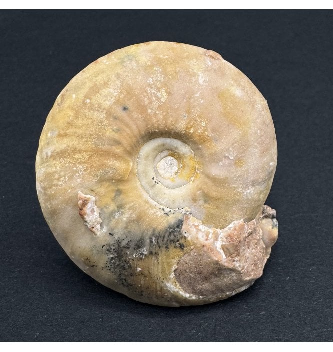 Upper Triassic Ammonoid from West Timor, Indonesia (SKU OF3588):- Owenites simplex