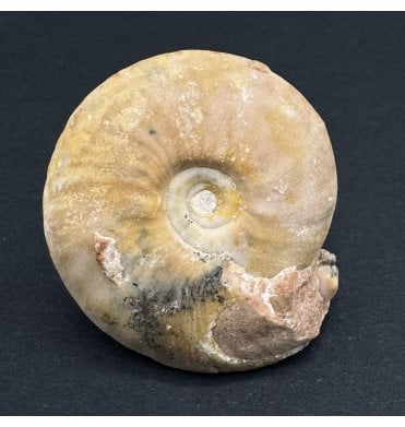 Upper Triassic Ammonoid from West Timor, Indonesia (SKU OF3588):- Owenites simplex