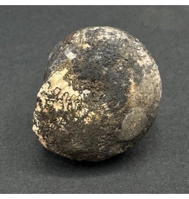 Upper Triassic Ammonoid from West Timor, Indonesia (SKU OF3596):- Cladiscites beyrichi
