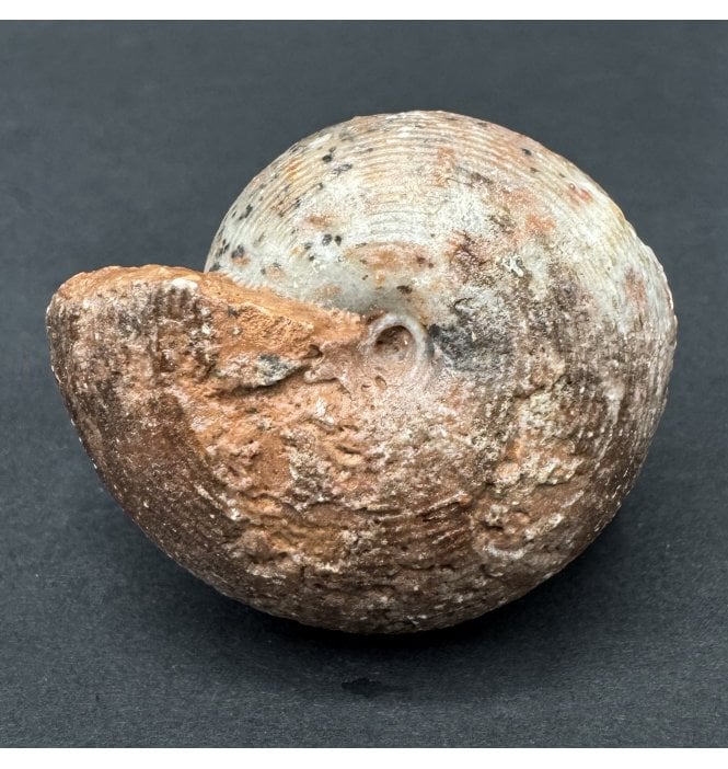Upper Triassic Ammonoid from West Timor, Indonesia (SKU OF3847):- Agathiceras sundaicum