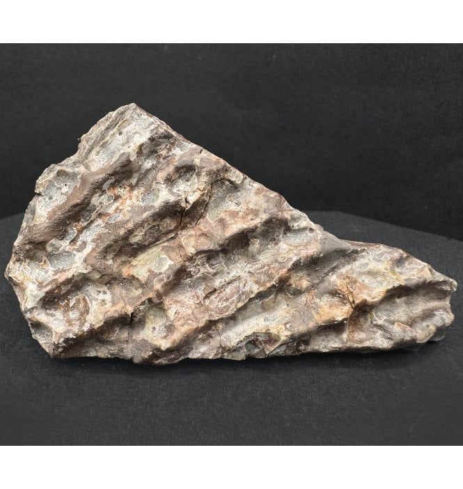 Upper Triassic, Amphibian Dermal Scute from Arizona, USA (SKU V7798):- Metoposaurus sp. Indet.