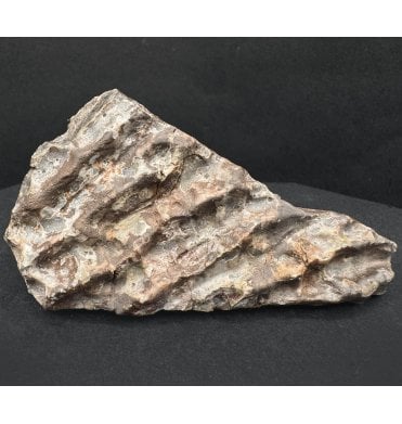 Upper Triassic, Amphibian Dermal Scute from Arizona, USA (SKU V7798):- Metoposaurus sp. Indet.