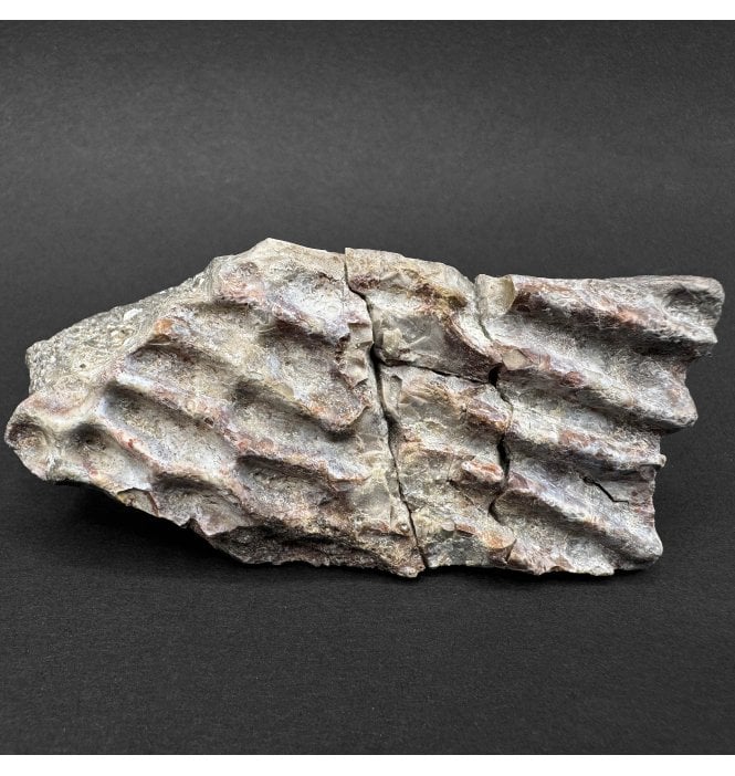 Upper Triassic, Amphibian Dermal Scute from Arizona, USA (SKU V8336):- Metoposaurus sp. Indet.