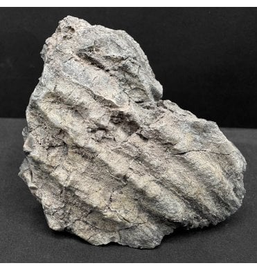 Upper Triassic, Amphibian Dermal Scute from Arizona, USA (SKU V8588):- Metoposaurus sp. Indet.