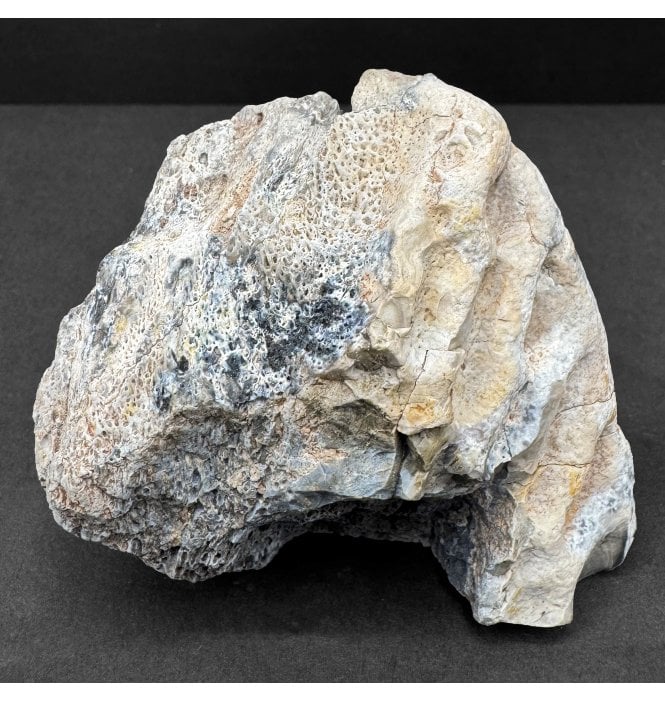 Upper Triassic, Amphibian Dermal Scute from Arizona, USA (SKU V8617):- Metoposaurus sp. Indet.