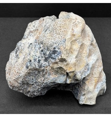 Upper Triassic, Amphibian Dermal Scute from Arizona, USA (SKU V8617):- Metoposaurus sp. Indet.