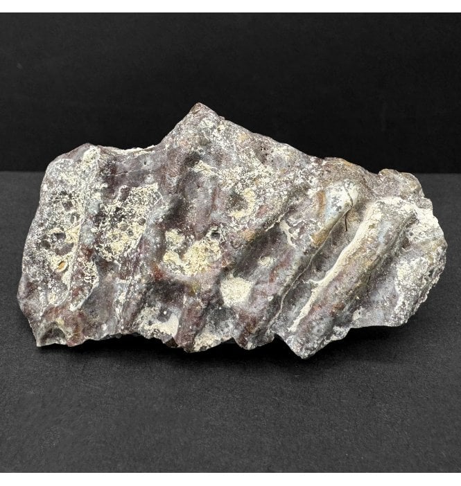 Upper Triassic, Amphibian Dermal Scute from Arizona, USA (SKU V8674):- Metoposaurus sp. Indet.
