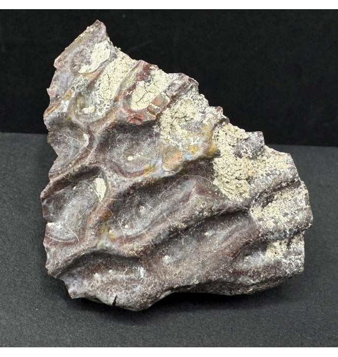 Upper Triassic, Amphibian Dermal Scute from Arizona, USA (SKU V8675):- Metoposaurus sp. Indet.