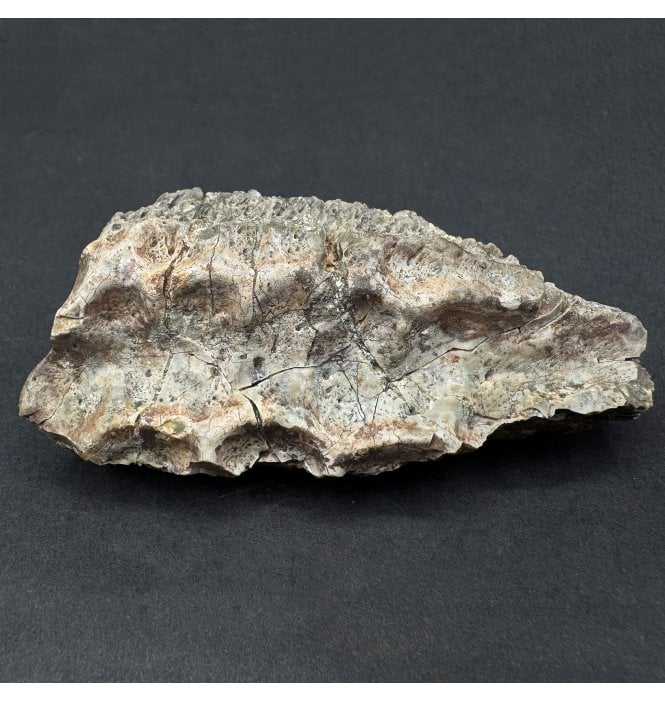 Upper Triassic, Amphibian Dermal Scute from Arizona, USA (SKU V8701):- Metoposaurus sp. Indet.