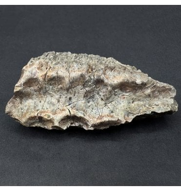 Upper Triassic, Amphibian Dermal Scute from Arizona, USA (SKU V8701):- Metoposaurus sp. Indet.