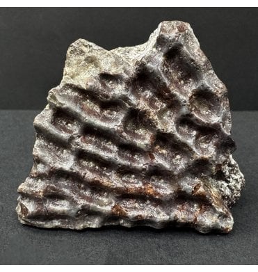 Upper Triassic, Amphibian Dermal Scute from Arizona, USA (SKU V9149):- Metoposaurus sp. Indet.