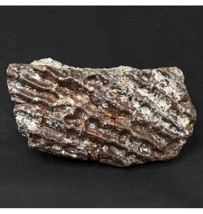 Upper Triassic, Amphibian Dermal Scute from Arizona, USA (SKU V9150):- Metoposaurus sp. Indet.
