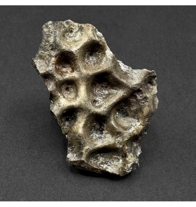 Upper Triassic, Amphibian Dermal Scute from Arizona, USA (SKU V9225):- Metoposaurus sp. Indet.