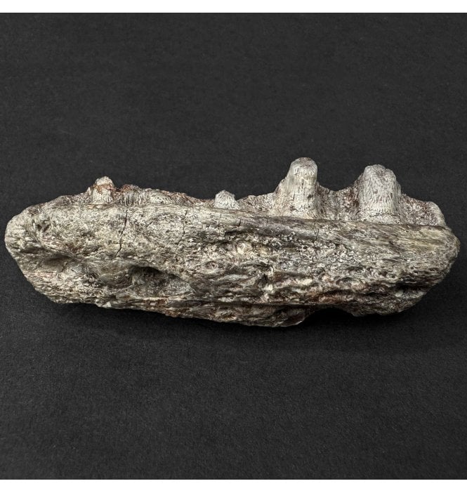 Upper Triassic, Amphibian Jaw Section from Arizona, USA (SKU V9148):- Metoposaurus sp. Indet.